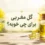 گل مغربی برای چی خوبه